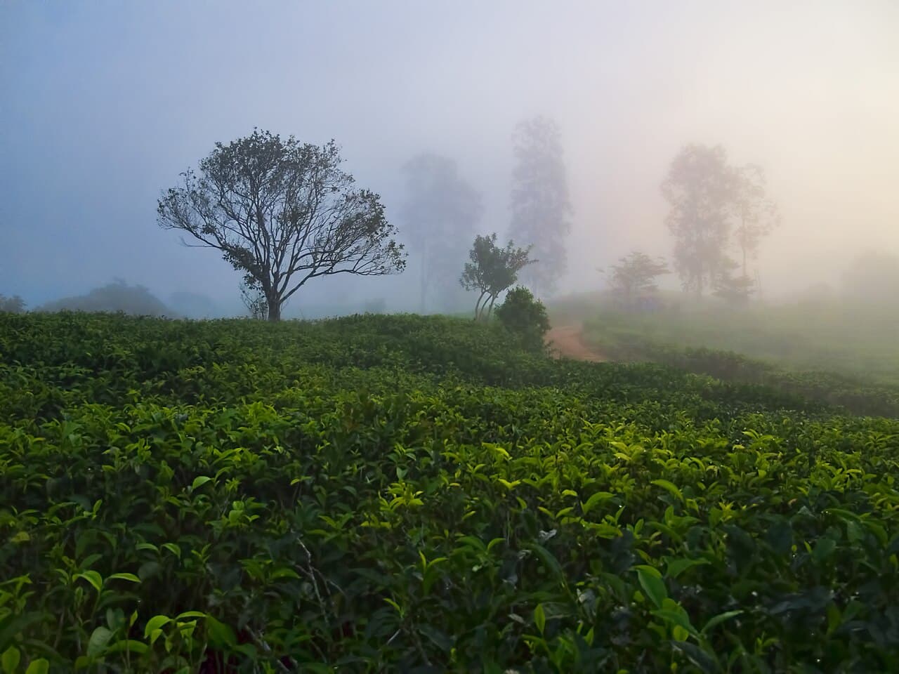 Trekking the Sinharaja Rainforest: Endemic Birds, Leeches, Guides & Best Trails (2026)